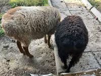 Խոյ, Hissar sheep — լուսանկար 3