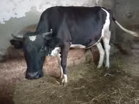 गाय, Russian Black pied cattle — फ़ोटो 4