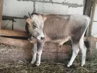Ցուլ, Խոշոր եղջերավոր — լուսանկար 2