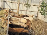 Ոչխար, Ոչխարներ — լուսանկար 7