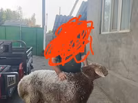 Խոյ, Tian-Shan semifinewool sheep — լուսանկար 1