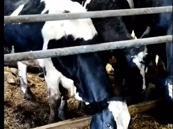 गाय, Yaroslavl cattle