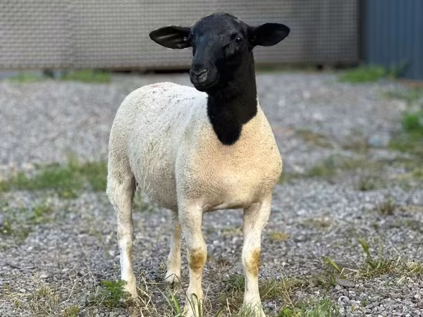 Ram, Hissar sheep