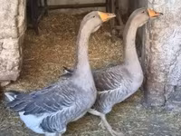 Geese — Foto 7