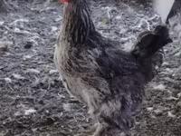 Brahma — foto 6