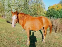 Cavalo, Cavalos — foto 5