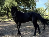 घोड़े (लॉट, लिंग निर्दिष्ट नहीं), American shetland pony — फ़ोटो 8