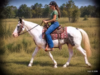 Hengst, National Show Horse — Foto 2