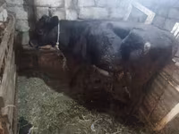 Сиыр, Simmental cattle — 4-сурет
