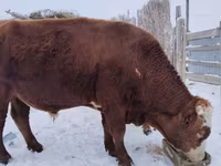 Бұқа, Swiss cattle — 3-сурет