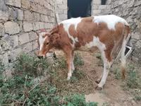Kuh, Simmental cattle — Foto 3