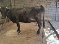 Cow, Simmental cattle — photo 2
