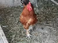 Chickens — الصورة 2