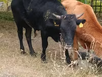 Bull, Cattle — photo 2