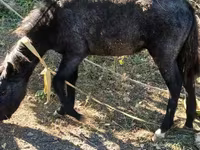 Ձի, Ձիեր — լուսանկար 4