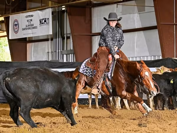 Ձի, Quarter Horse