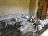 Койлор (партия, жынысы көрсөтүлгөн эмес), Койлор — сүрөт 6