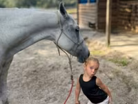 فرس, Quarter Horse — الصورة 4