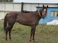 Horse (M), Arabian horse — photo 2