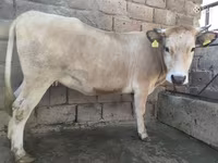 母牛, Cattle — 照片 1