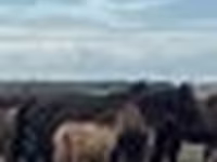 Yegua, Caballos — foto 5