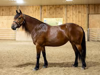 Էգ ձի, Friesian — լուսանկար 4
