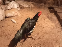 Сильверуд Блю — фото 2