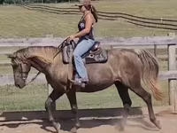 Stute, Kentucky mountain daddle horse — Foto 2