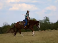 Hengst, Quarter Horse — Foto 6
