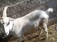 母山羊, Saanen goat — 照片 6