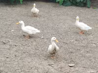 Pekin Alemão — foto 5