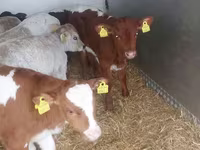 Ցուլ, Simmental cattle — լուսանկար 5