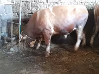 Bulle, Simmental cattle — Foto 2