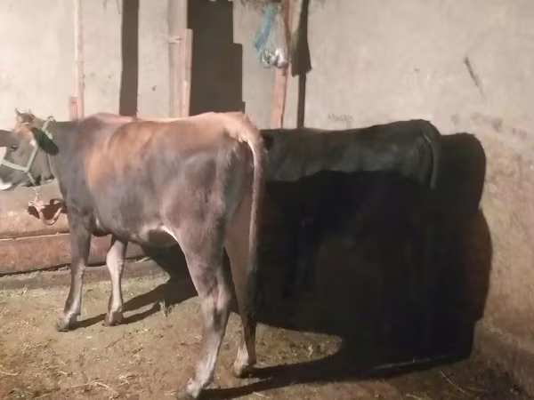 Bull, Cattle