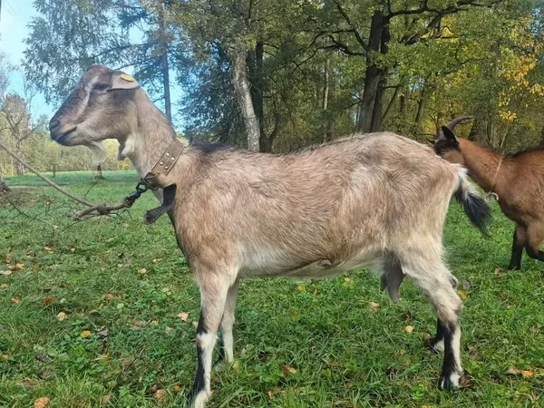 बकरी, Alpine goat