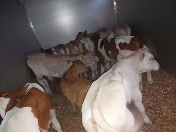 Ցուլ, Simmental cattle