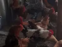 Chickens — foto 5