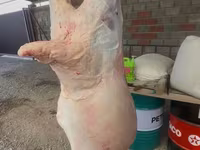 Խոյ, Merino sheep — լուսանկար 3