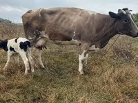 Toro, Ganado vacuno — foto 5