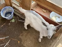 عنزة, Fergana goat — الصورة 2