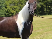 公马, Tennessee Walking Horse — 照片 7