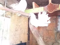 Ducks — Foto 2