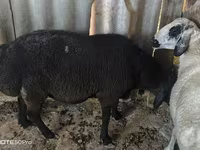 公羊, Sheep — 照片 2