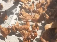 Chickens — Foto 5