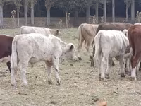 Bull, Auliekol breed — photo 8