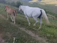 Mare, Horses — photo 3