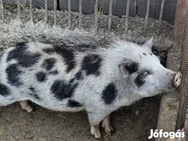 Қабан, Вьетнамская вислобрюхая