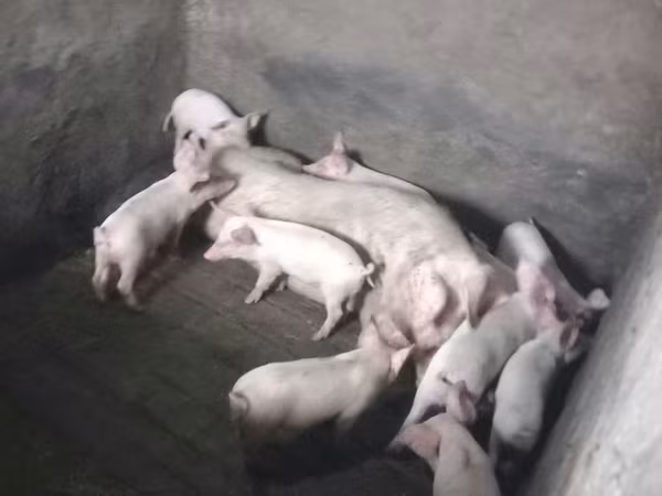 Eber, Schweine