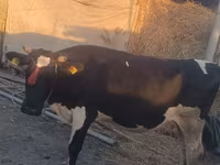 Cow, Wild yak — photo 1