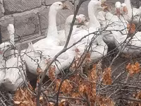 Լինդա — լուսանկար 2